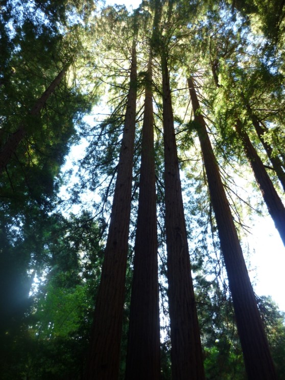 tall-red-woods-photo_1083551-770tall